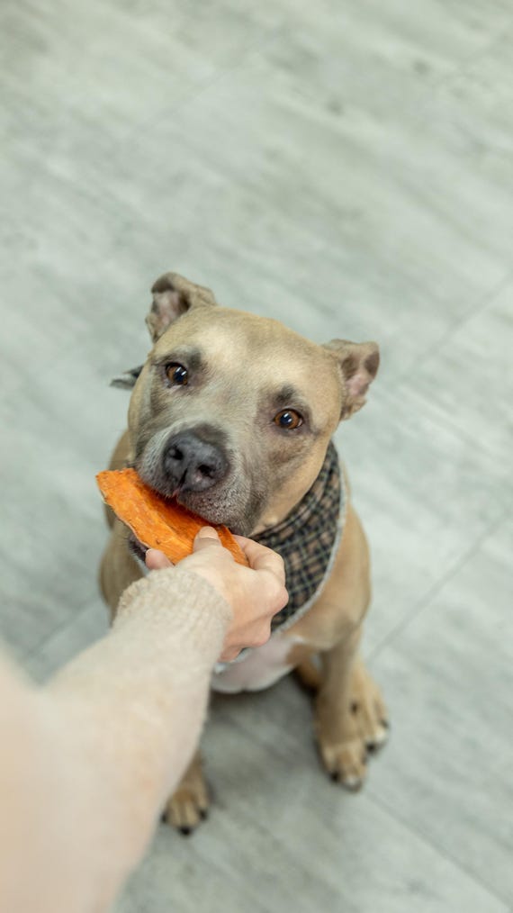 Potato Chews Sweet Potato For Dogs Raw Sweet Potato Dog Treats