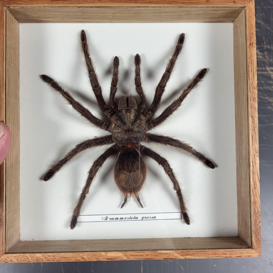 Tarantula Real Real Mounted Birdeater Tarantula - Grammostola Grossa - Taxidermy - Etsy