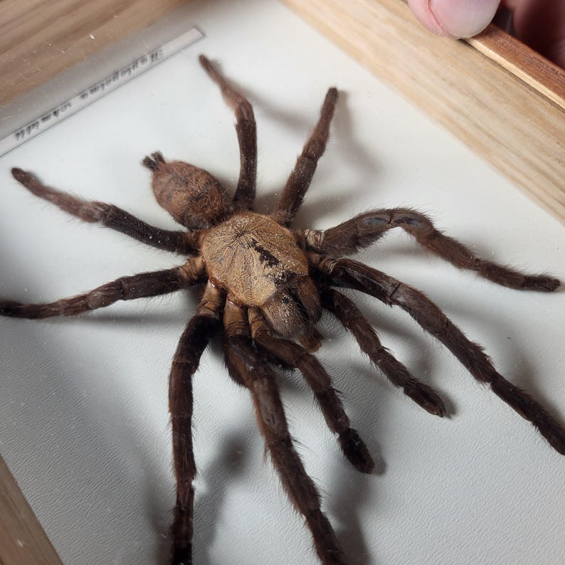 Tarantula Real Real Mounted Tarantula -chilobrachys Fimbriatus Female - TAXIDERMY - Etsy