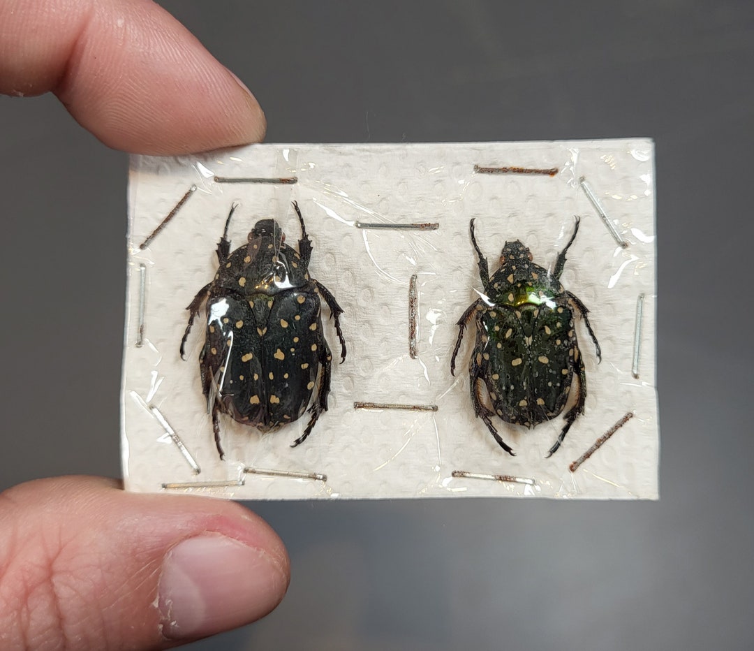 Real Unmounted Flower Beetle Protaetia Niveoguttata RARE Etsy