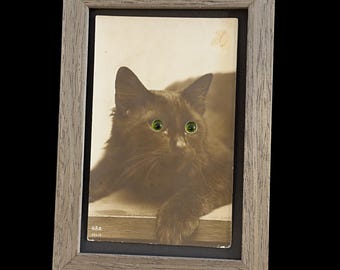Vintage Sepia Cat Photo Postcard with Glass Eyes, Framed- 1920's?