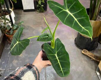 Alocasia Frydek 4”