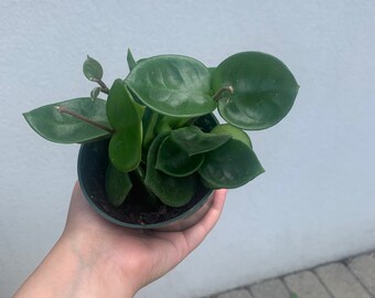 Extremely Rare Hoya Latifolia Ah001 Lightly Rooted Etsy