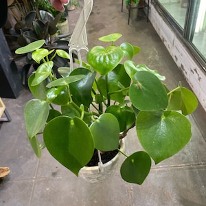 Raindrop peperomia/ Peperomia Polybotrya 6”