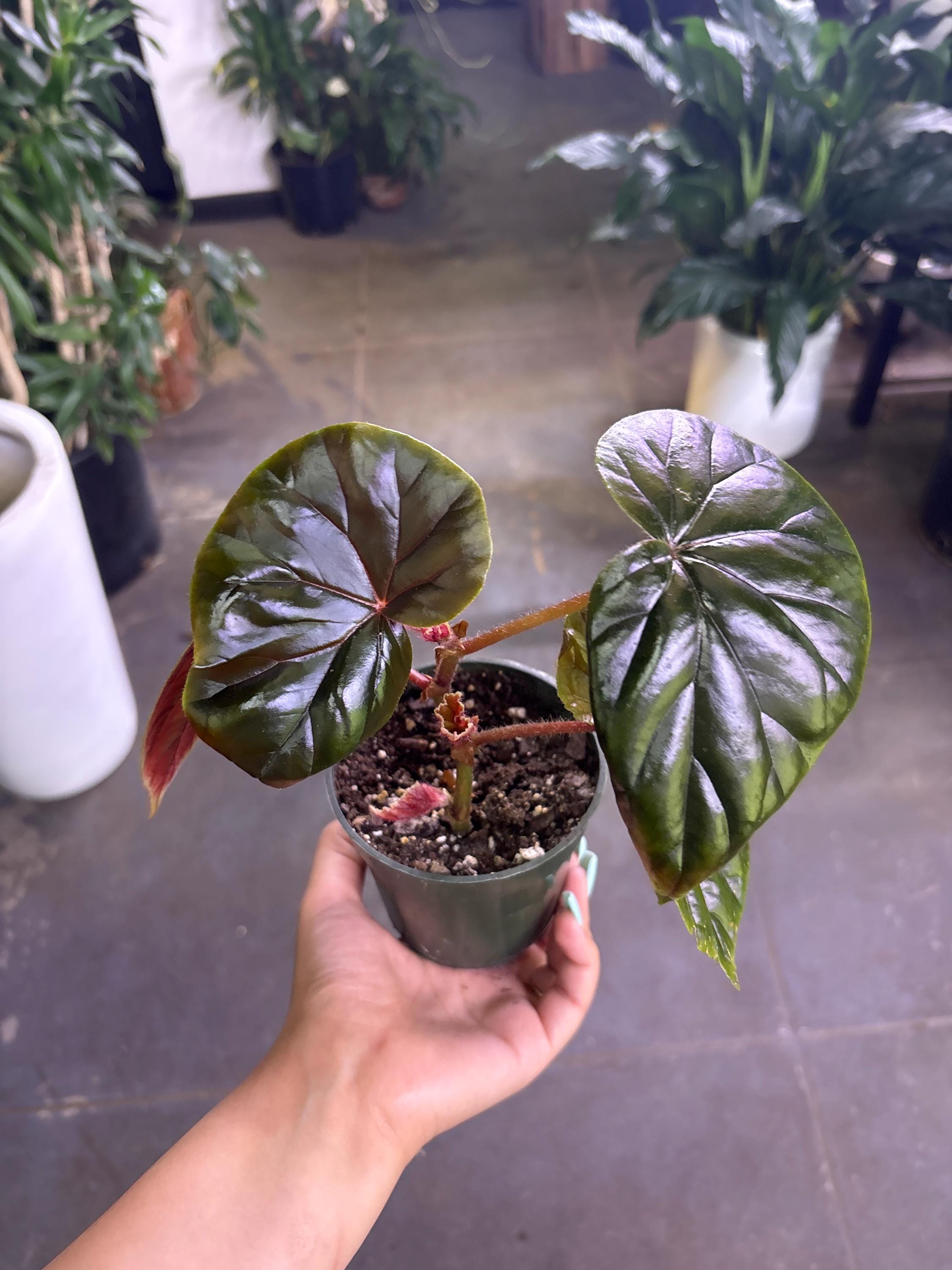 TVP❣️ 特価❣️高級原種ベゴニア4点セット　Begonia B TVP様専用❣️ 特価❣️高級原種ベゴニア4点セット Begonia B