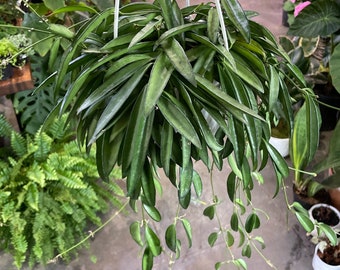 Hoya wayetii 6” hanging basket