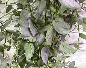 Cesta colgante de 8 pulgadas de largo con forma de Scindapsus silver hero