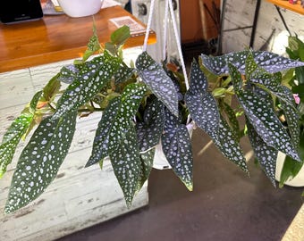 Cesta colgante de begonia 'White Ice' de 11,4 cm (4,5 pulgadas)