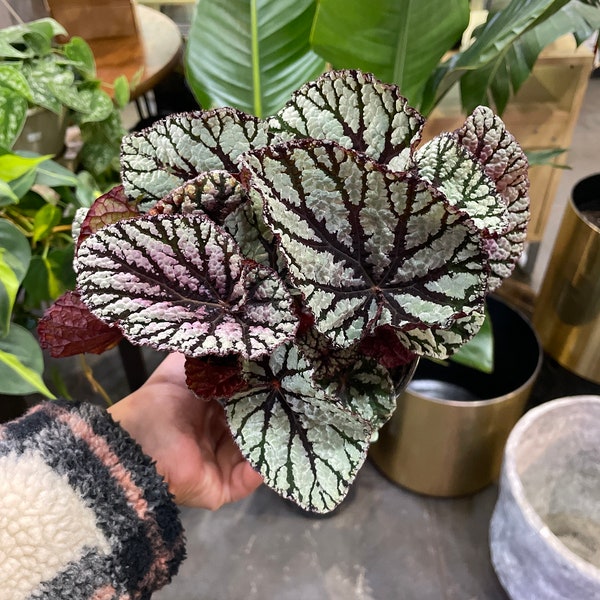 Begonia “fedor” 5”