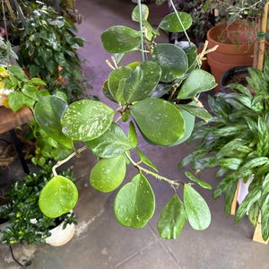 Puede incluir: Una planta de Hoya colgante con hojas grandes, ovaladas y verdes salpicadas de blanco. La planta est&aacute; en una maceta verde y suspendida por alambres finos. Otras plantas y macetas son visibles en el fondo, lo que sugiere una tienda de plantas o un jard&iacute;n.
