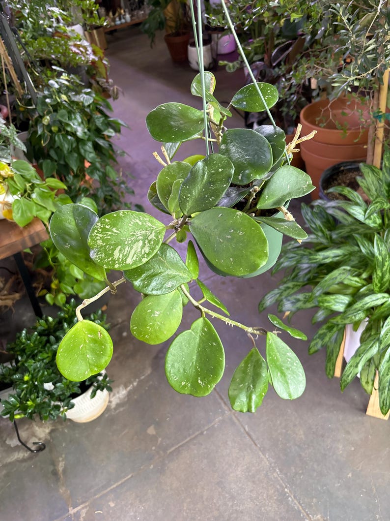 Puede incluir: Una planta de Hoya colgante con hojas grandes, ovaladas y verdes salpicadas de blanco. La planta est&aacute; en una maceta verde y suspendida por alambres finos. Otras plantas y macetas son visibles en el fondo, lo que sugiere una tienda de plantas o un jard&iacute;n.