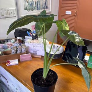 Alocasia Frydek variegated 6” pot