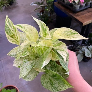 Pothos snow queen 4”