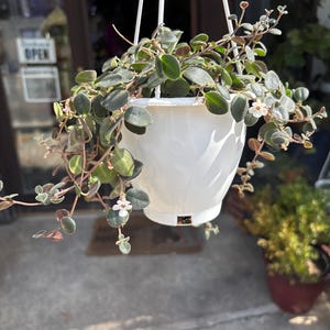 May include: A hanging white planter filled with a trailing plant. The plant has small, round, green leaves with reddish stems and tiny white flowers. The planter is suspended by white cords, and the background shows a storefront.
