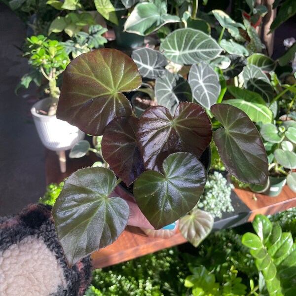 Begonia red Fred 4”