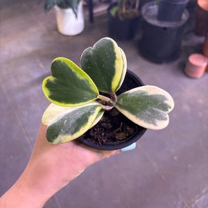 variegated kerrii hoya 4”