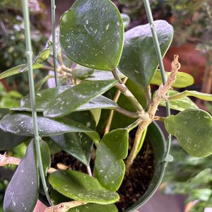 Puede incluir: Una planta de Hoya kerrii en maceta, tambi&eacute;n conocida como planta coraz&oacute;n, con hojas en forma de coraz&oacute;n. Las hojas son de un verde intenso con motas m&aacute;s claras. La planta est&aacute; en una maceta colgante verde.