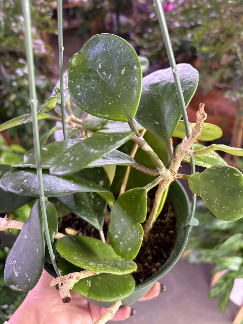 Puede incluir: Una planta de Hoya kerrii en maceta, tambi&eacute;n conocida como planta coraz&oacute;n, con hojas en forma de coraz&oacute;n. Las hojas son de un verde intenso con motas m&aacute;s claras. La planta est&aacute; en una maceta colgante verde.