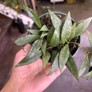 Hoya parviflora 3.5”