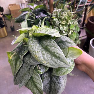 Scindapsus Varieties - Plant Identification Chart - Digital