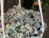 Variegated String Of Hearts-6 hanging basket VSOH-Ceropegia Linearis Subsp. Woodii f. Variegata