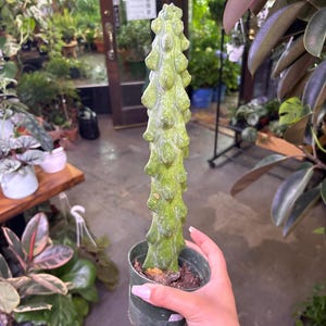 Boobie cactus 4” pot- Myrtillocactus geometrizans &#39;Fukurokuryuzinboku&#39;
