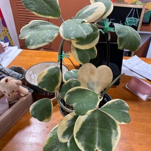 variegated kerrii hoya 6"