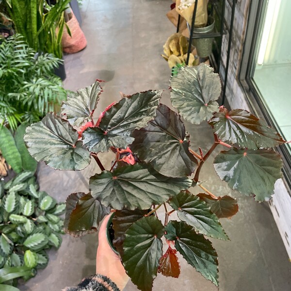 Begonia “hallows eve” 4” pot