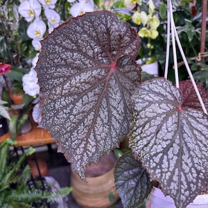 Begonia “Emma’s evolution ‘vampire slayer’ 6” hanging basket