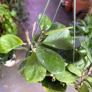 Puede incluir: Primer plano de una planta de Hoya con hojas grandes, ovaladas y verdes salpicadas de blanco. La planta est&aacute; suspendida por un colgador de alambre verde. Otras plantas y macetas de terracota son visibles en el fondo.