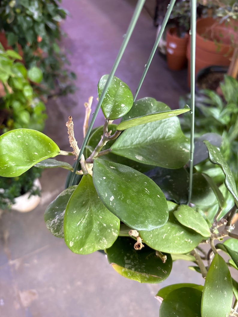 Puede incluir: Primer plano de una planta de Hoya con hojas grandes, ovaladas y verdes salpicadas de blanco. La planta est&aacute; suspendida por un colgador de alambre verde. Otras plantas y macetas de terracota son visibles en el fondo.