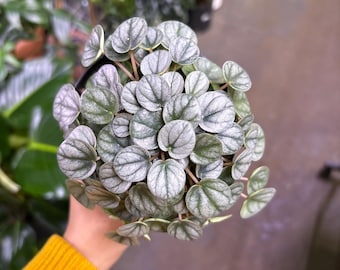 Peperomia little toscani en maceta de 10 cm