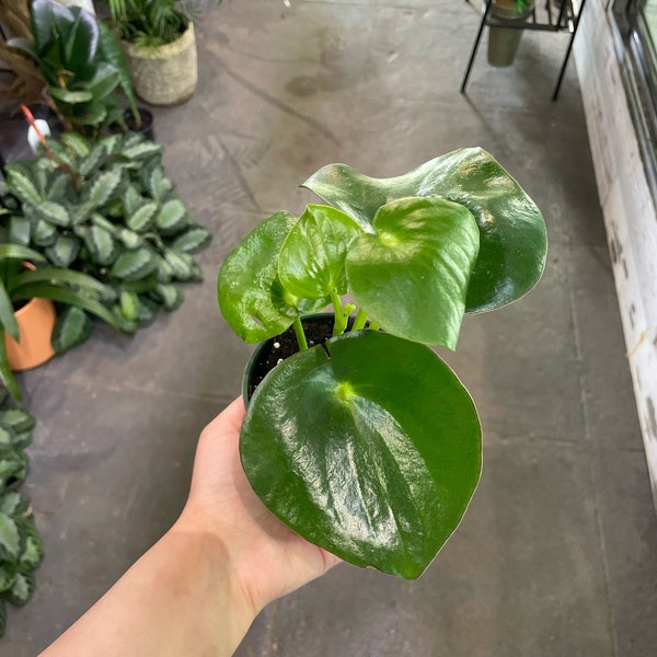 Raindrop peperomia/ Peperomia Polybotrya 4”