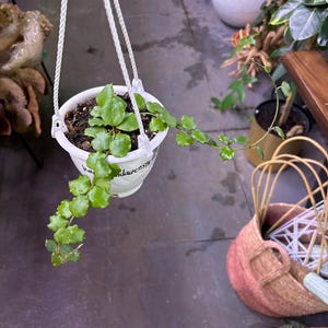Hoya endauensis 4.5” basket