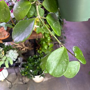 Puede incluir: Primer plano de una planta de Hoya con hojas verdes ovaladas y brillantes, salpicadas de blanco. La planta cuelga de una maceta verde, con otras plantas visibles en el fondo. Las hojas tienen una textura brillante.