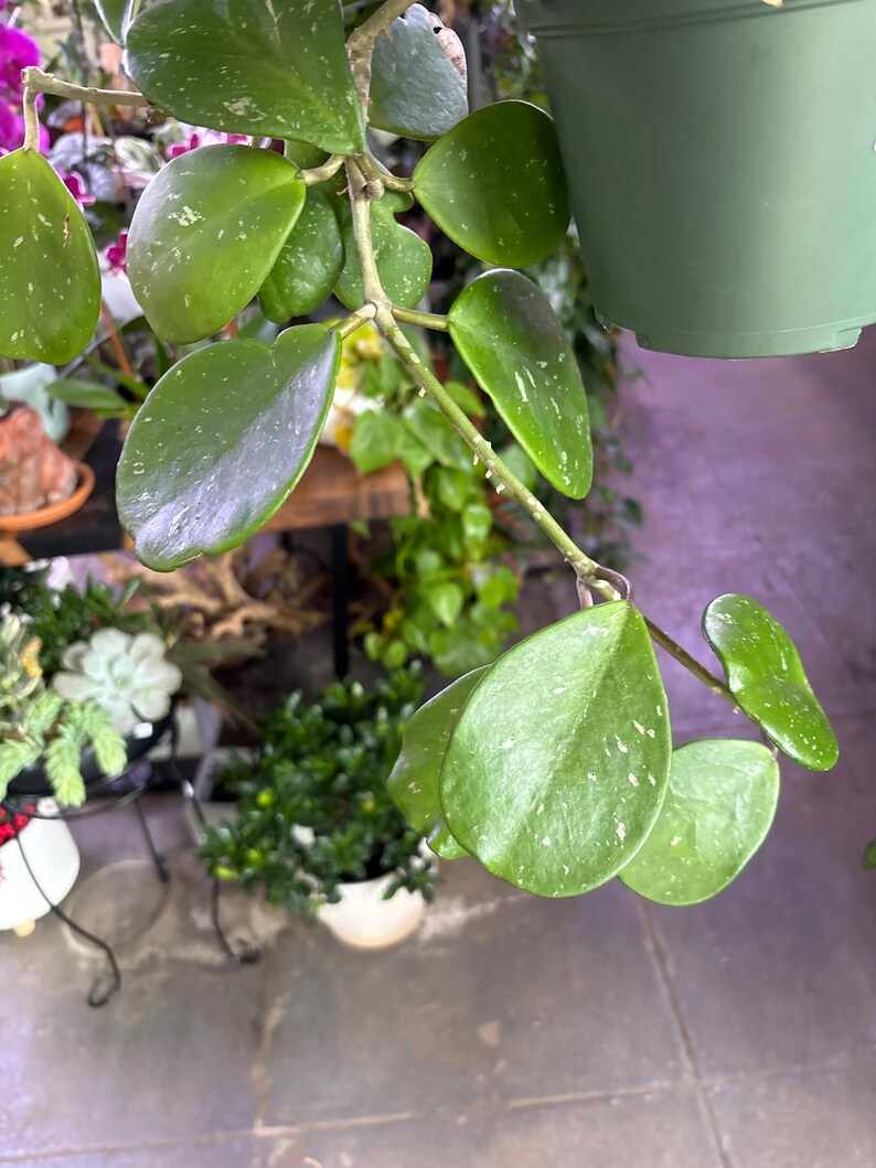 Puede incluir: Primer plano de una planta de Hoya con hojas verdes ovaladas y brillantes, salpicadas de blanco. La planta cuelga de una maceta verde, con otras plantas visibles en el fondo. Las hojas tienen una textura brillante.
