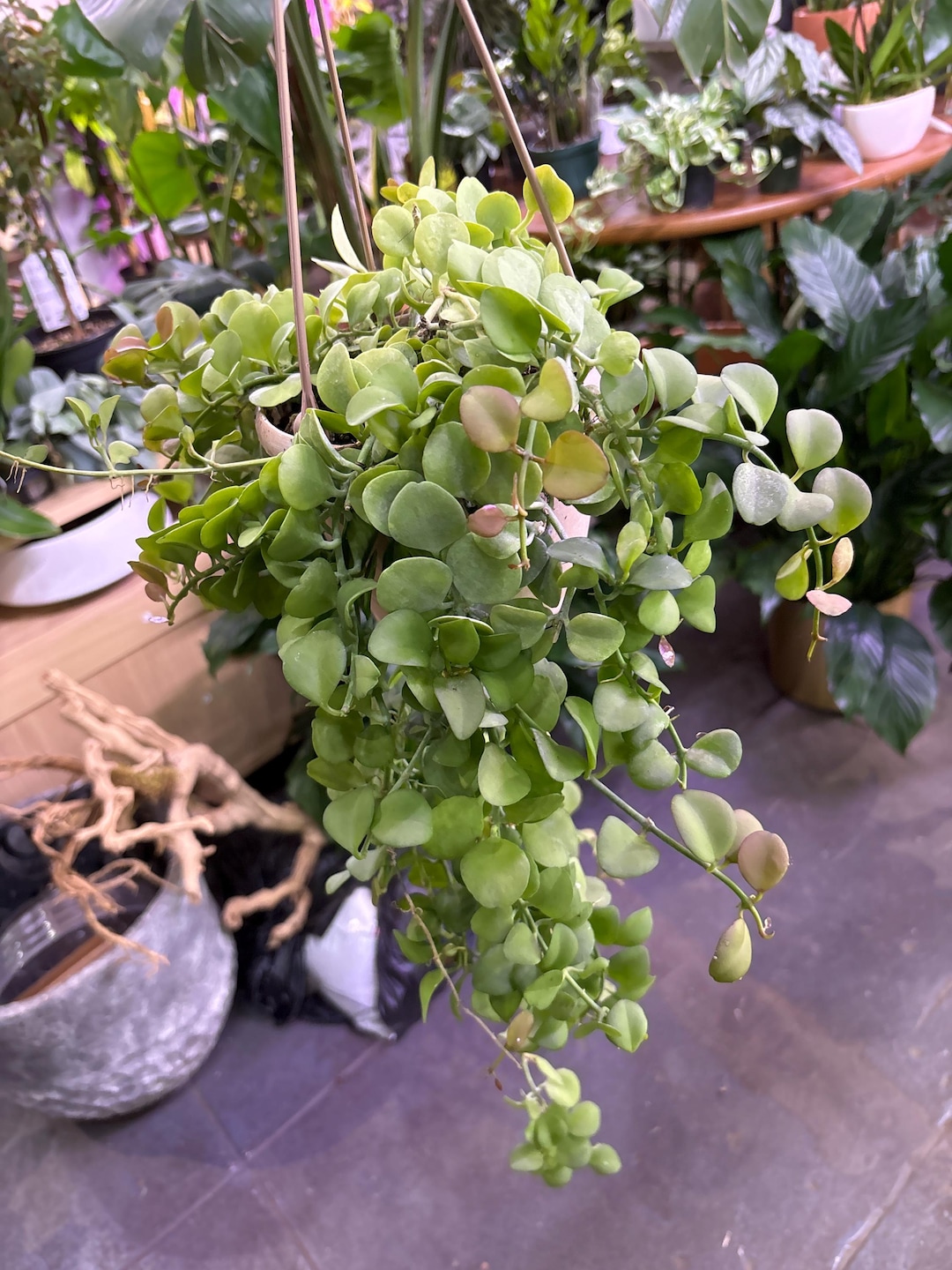 Dischidia String of Nickels 6” Hanging Basket - Etsy
