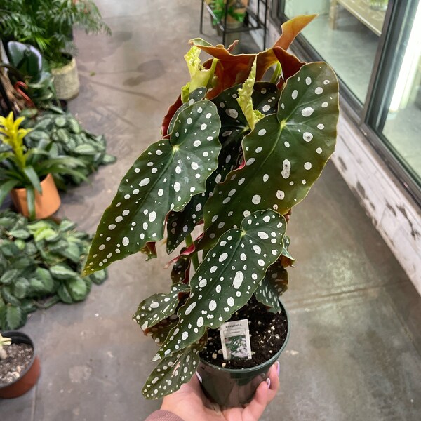 Begonia Maculata 4”