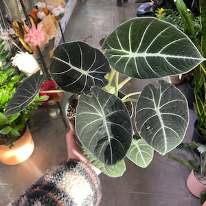 Black Velvet Alocasia-Alocasia Reginula 6”