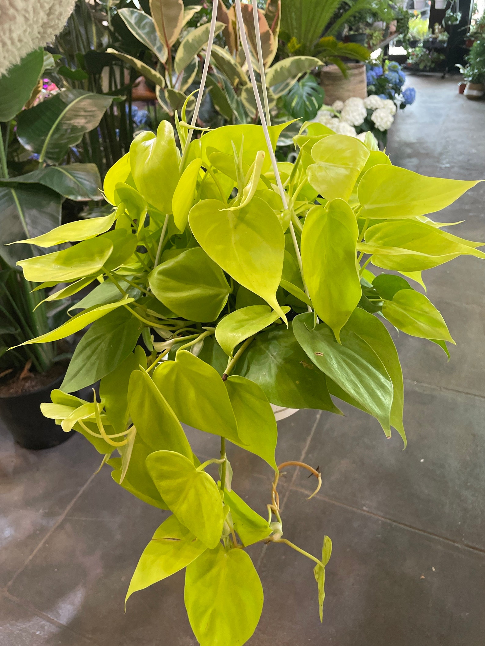 Lemon Lime Philodendron 8 Hanging Basket Etsy
