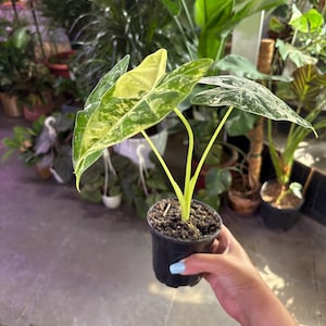 Alocasia Frydek variegated 4”