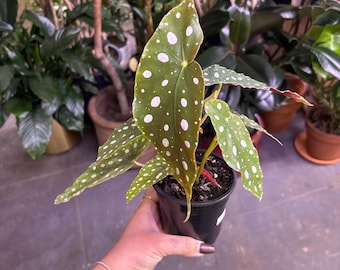 Begonia Maculata 4”
