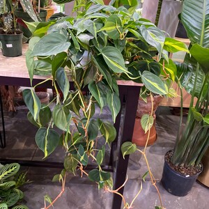 Philodendron Brazil 8” hanging basket