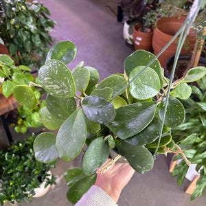 Puede incluir: Una planta de Hoya en maceta colgante con hojas grandes, ovaladas y verdes salpicadas de blanco. La planta est&aacute; suspendida por un colgador de alambre. Otras plantas y macetas son visibles en el fondo, lo que sugiere una tienda de plantas.