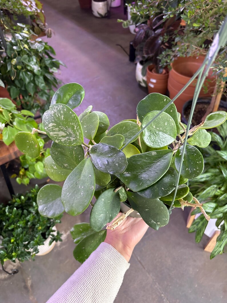 Puede incluir: Una planta de Hoya en maceta colgante con hojas grandes, ovaladas y verdes salpicadas de blanco. La planta est&aacute; suspendida por un colgador de alambre. Otras plantas y macetas son visibles en el fondo, lo que sugiere una tienda de plantas.