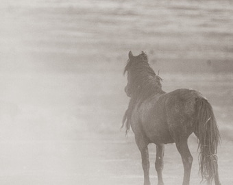 black stallion photography, "Dusty Rambo"