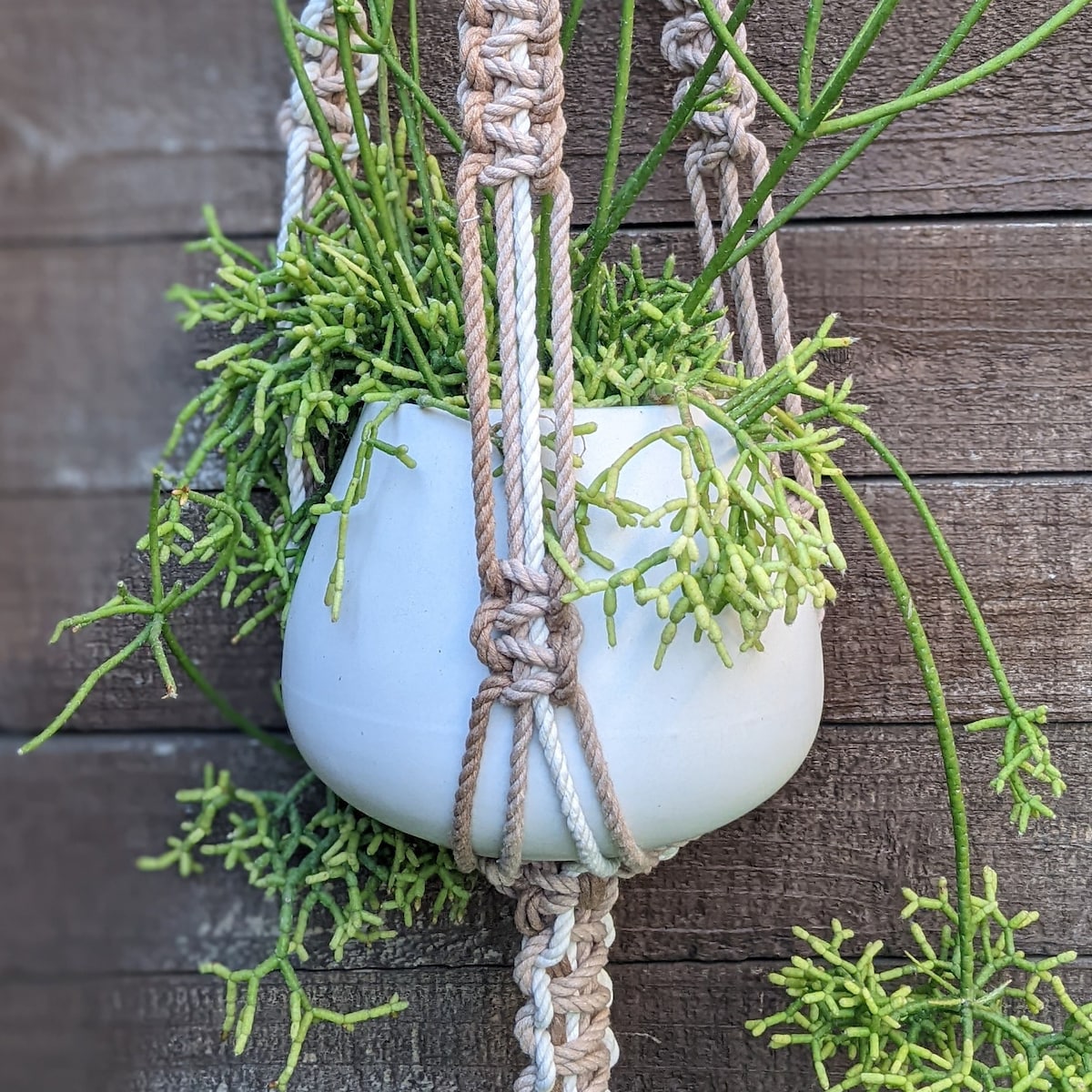 Macrame Plant Hanger - Etsy