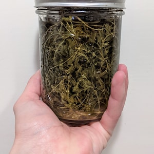 Könnte beinhalten: Ein klares Glas mit einer Flüssigkeit und grünen Kräutern. Das Glas hat einen silbernen Deckel und wird in einer Hand gehalten. Die Kräuter sind in die Flüssigkeit getaucht, und das Glas steht auf einer weißen Oberfläche.