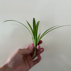Spider plant (Chlorophytum comosum) pups