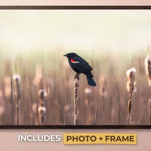 Red-winged Blackbird Print - Framed Wildlife Photo Wall Art Decoration